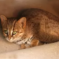 1920px-Rusty_spotted_cat_1.jpeg